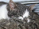 Franks Geburtstag 11.03.06 004.htm