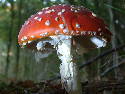 DSCF0009.htm