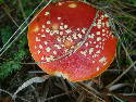 DSCF0034.htm