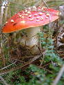 DSCF0035.htm