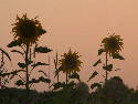 DSCF0046.htm