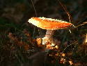 DSCF0050.htm