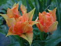 DSCF0080.htm