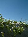 DSCF0105.htm