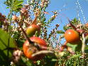 DSCF0506.htm