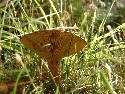 DSCF0580.htm