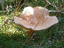 DSCF0620.htm