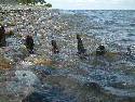 DSCF0242.htm